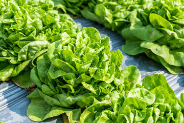 Fresh green lettuce on the field