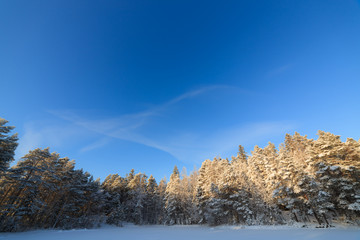 Frozen lake and snow covered forest