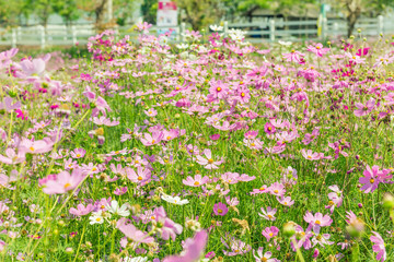 Obraz premium Cosmos flowers blooming in the garden