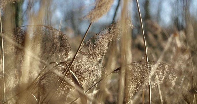canneto sotto sole invernale mosso dal vento