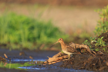 Snipe summer in beautiful world/Snipe summer in a beautiful light green background, bird
