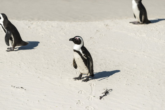 Boulders Beach, penguin habitat in Simons Town, close to Cape Town South Africa