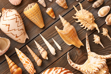 Seashell collection