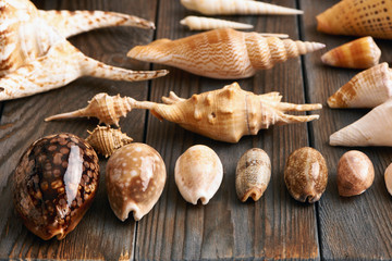 Seashell collection