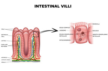Intestinal villi and microvilli detailed anatomy on a white background