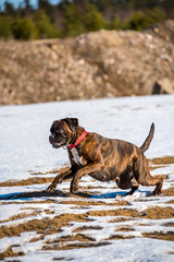 Boxer dog runninh in snowy field