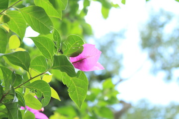 A flor e a profundidade.