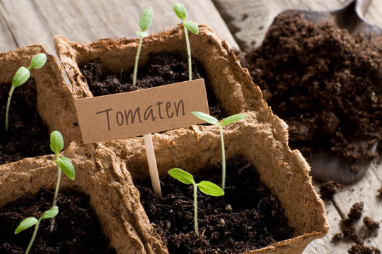 Sprouting tomato seedlings with lettering