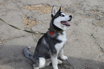 Husky puppy  