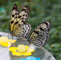 Feenhafte Schmetterlinge