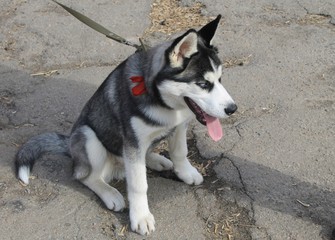 Husky puppy  
