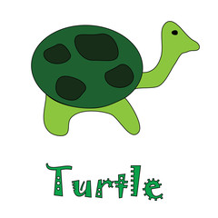 turtle animal