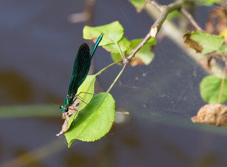 Beautiful demoiselle, Calopteryx virgo resting on leaf