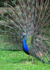 Obraz premium The colorful peacock with the open tail