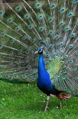 Obraz premium The colorful peacock with the open tail
