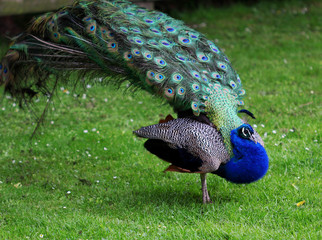 Naklejka premium The colorful peacock with the open tail