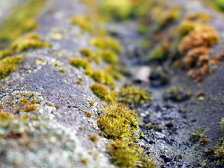 Green Moss on Roof