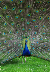 Obraz premium The colorful peacock with the open tail