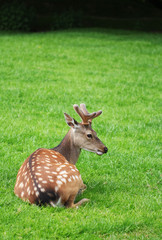 The male roe deer laying in the green grass