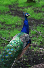 Obraz premium The colorful peacock with the open tail