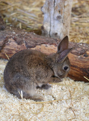 The small brown rabbit clean his fur