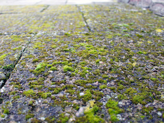 Green Moss Floor