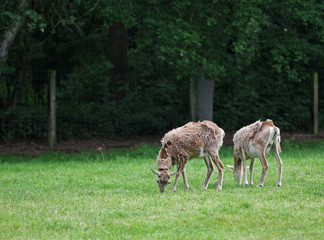 Two roe deersstanding and eating grass in the green field