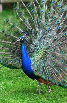 Fototapeta The colorful peacock with the open tail