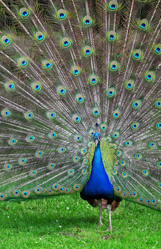 Fototapeta The colorful peacock with the open tail