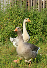 Geese on the farm.. Shooting outdoors. Rustic theme.