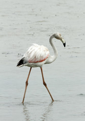Greater Flamingo Juvenile