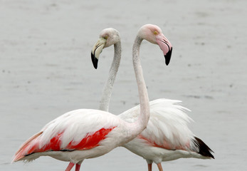 Greater Flamingos