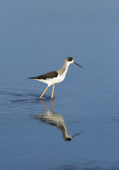 Black-winged Stilt moving food