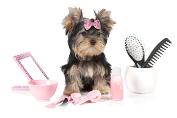 Yorkshire terrier with grooming products - obrazy, fototapety, plakaty