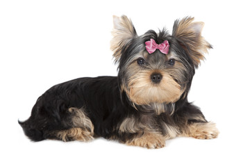Yorkshire terrier dog
