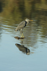 The western reef heron