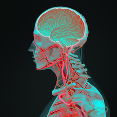 Human anatomy 3D futuristic technology scan. Head profile and brain side section. Vibrant colors. Biological information. Sci-fi.