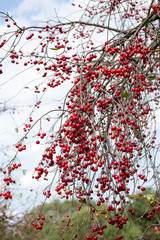Cherry tree lost all it's leafs due to hot summer weather. Only berries are left. Authentic farm series.