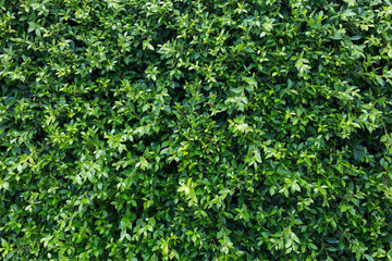 Fototapeta na wymiar natural background, green leaf tree with water dew drops