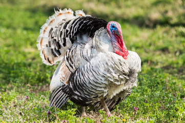 turkey on a green meadow