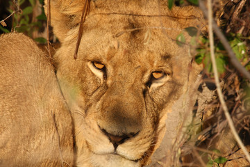 Lions in Okavango Delta