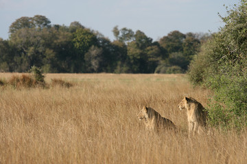 Lions in Okavango Delta