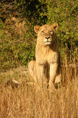 Lions in Okavango Delta