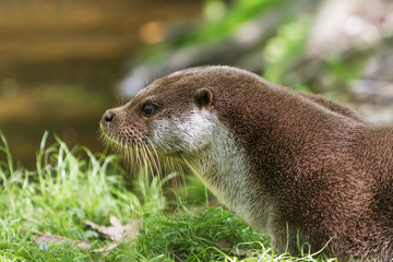 European Otter on grass