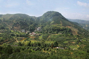 Fototapeta premium Kumquat trees plantation and valleys near Yangshuo,