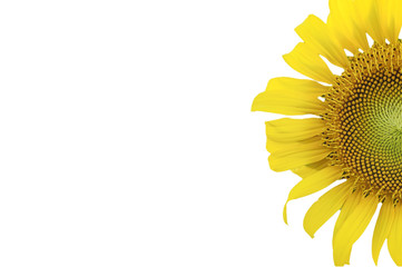 Sunflower on white background. Input text for presentation