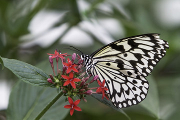 Fototapeta premium butterfly (Idea leuconoe) on green leaf