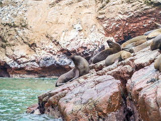 Obraz premium The Sea Lions Community