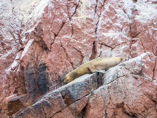 The Sleepyhead Sea Lion