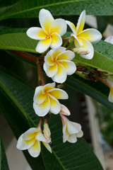 white frangipani plumeria tropical flower with water drops